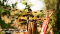 /album/dragonflies/dragonfly-3-photograph-by-shantanu-kuveskar-jpg/